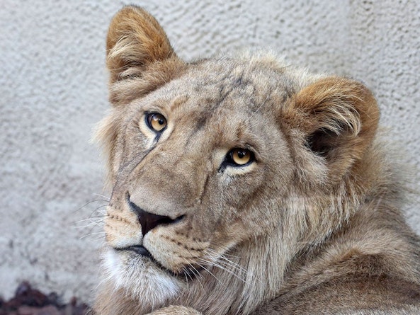 Artis zet zomaar een foto van hun poes op twitter. Artis zet zomaar een foto van hun poes op twitter.