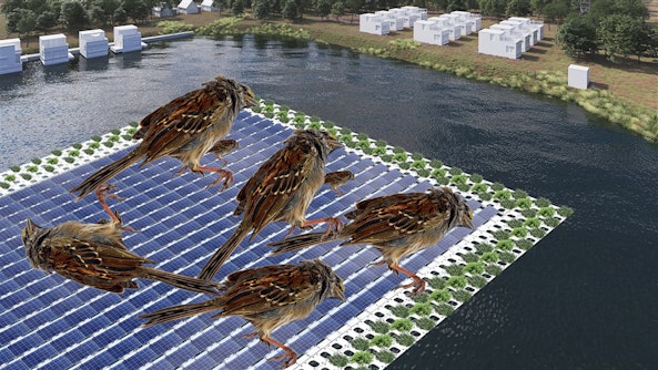 waargebeurde foto van dode vogels op zonnepanelen