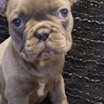 dit is de hond, niet de gordon dit is de hond, niet de gordon
