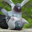 foto van vrijende duiven