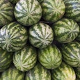 iedere meloen staat voor een verbod iedere meloen staat voor een verbod