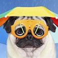 Pluvius de hond, hij eet alleen Frolic Pluvius de hond, hij eet alleen Frolic