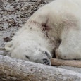 rip knut rip knut