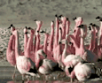 Flamenco, flamingo Flamenco, flamingo