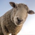 Veel wol, weinig woorden Veel wol, weinig woorden