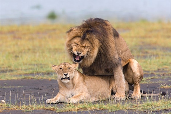 De leeuwin heet 'Ramon' en de leeuw heet 'Michael' maar het zijn geen gays hoor, Ramon is gewoon een rare naam voor een leeuwin