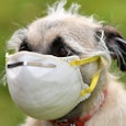 foto van een vleerhond foto van een vleerhond
