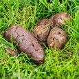 niet de drol in het verhaal niet de drol in het verhaal
